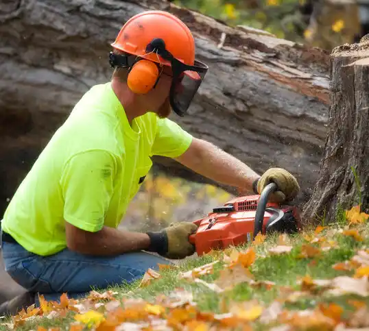 tree services Marshfield